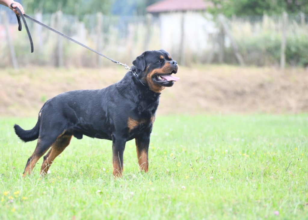 Remus Sur La Voie De La Reconnaissance