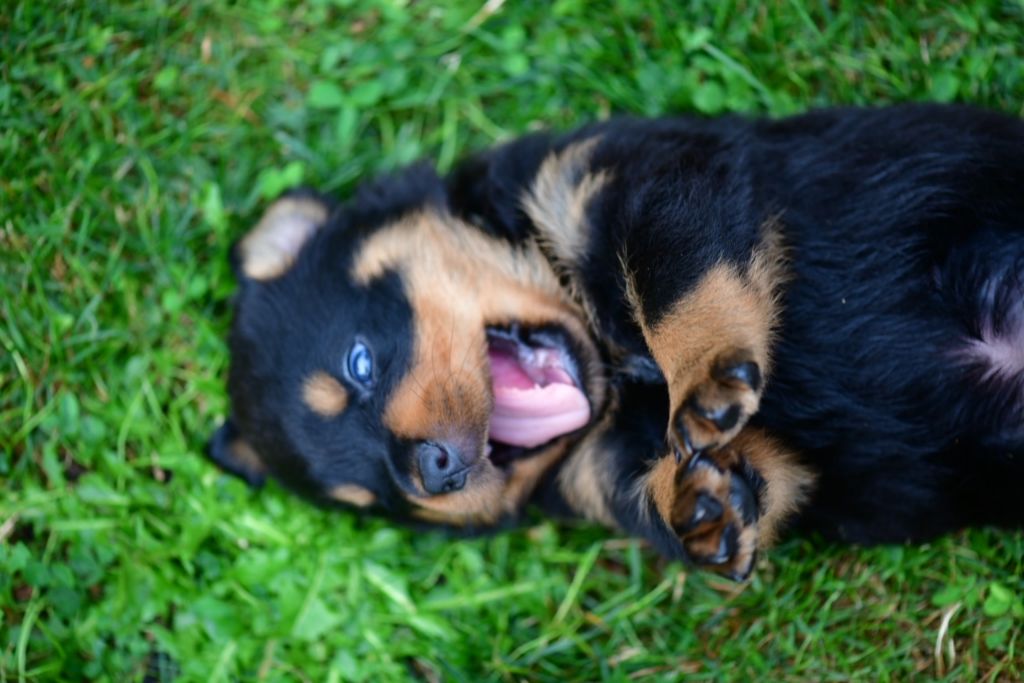 Sur La Voie De La Reconnaissance - Chiot disponible  - Rottweiler