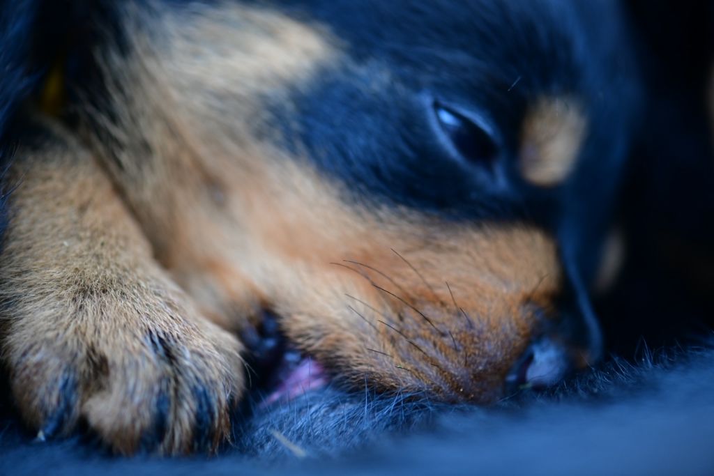 Sur La Voie De La Reconnaissance - Chiot disponible  - Rottweiler