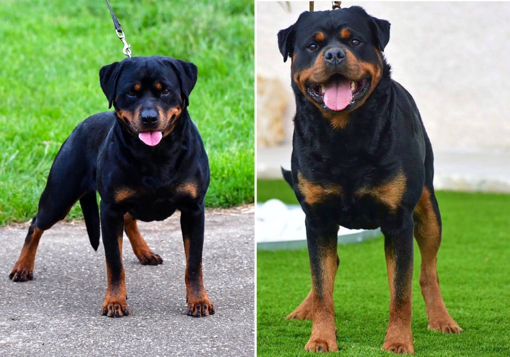 chiot Rottweiler Sur La Voie De La Reconnaissance