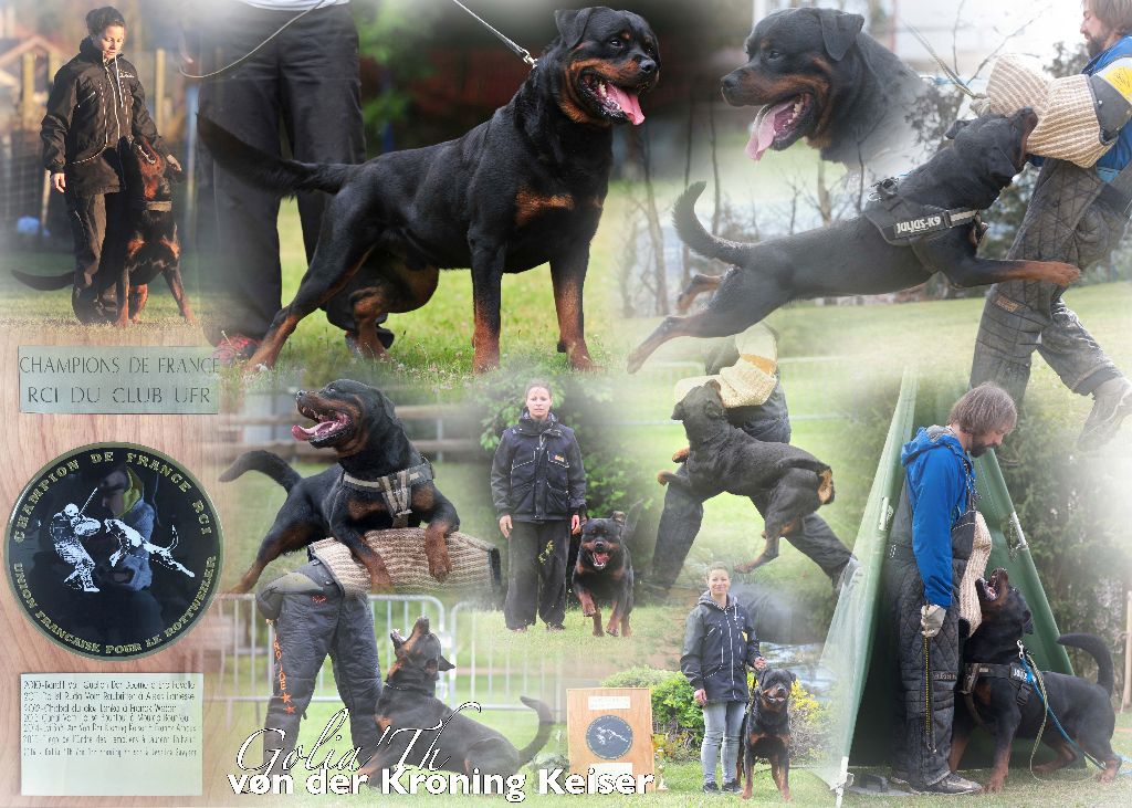 CH. Golia'th von der Kroning Keiser