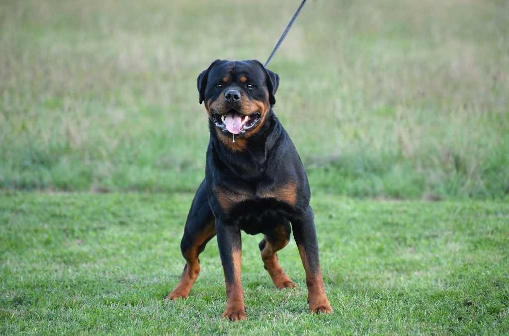 Ullman Sur La Voie De La Reconnaissance