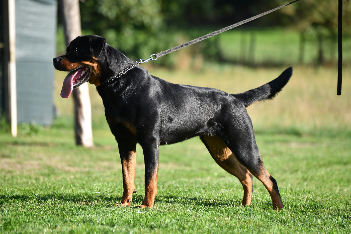 UMA Sur La Voie De La Reconnaissance