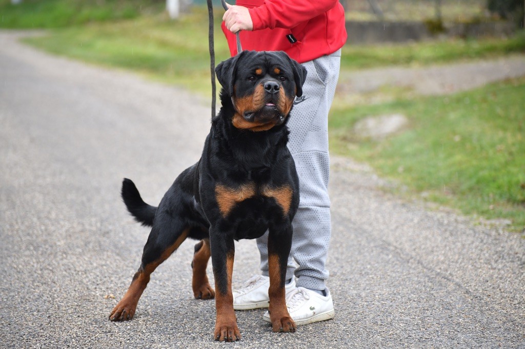 Chiot Rottweiler Sur La Voie De La Reconnaissance