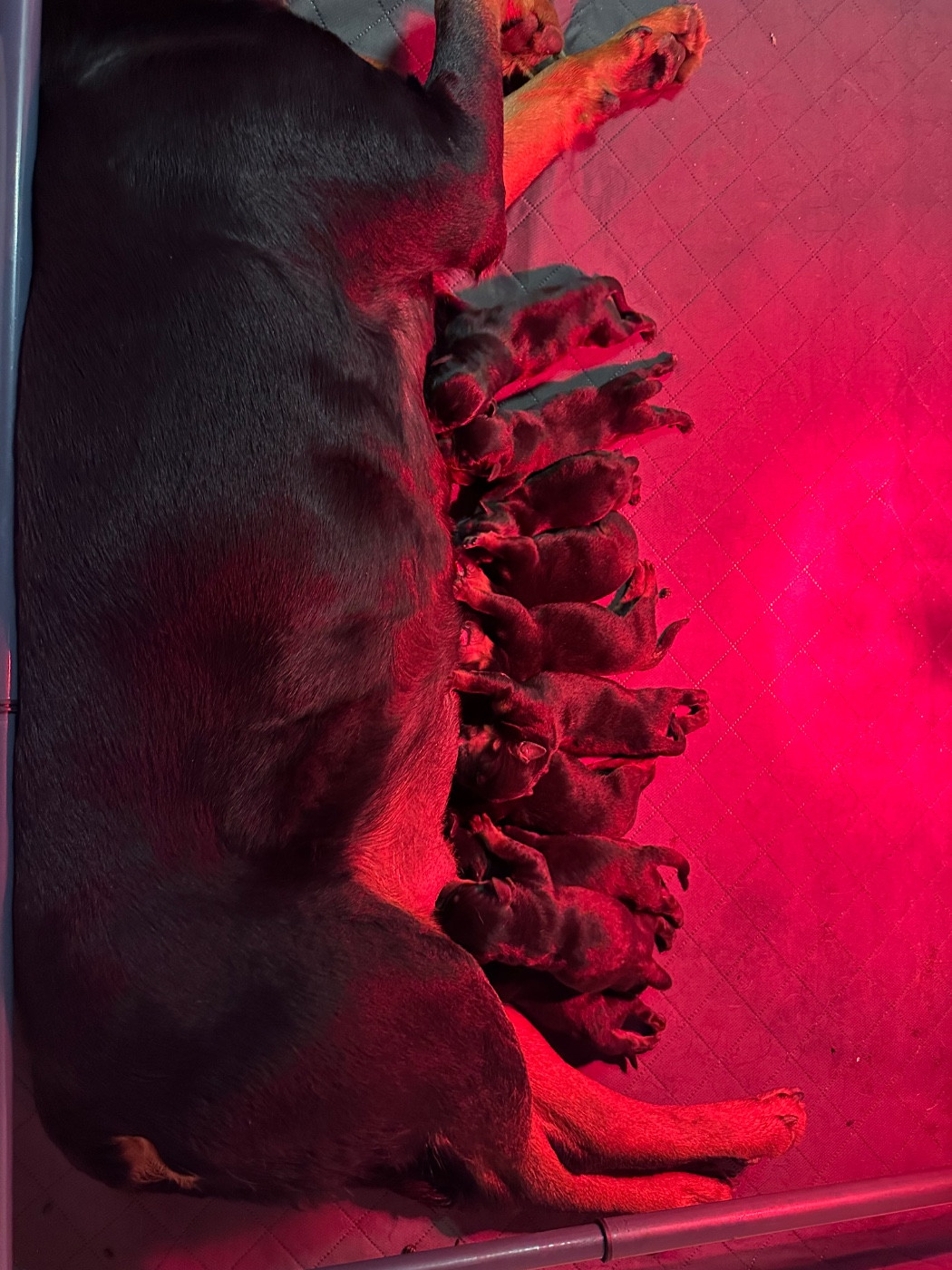 Sur La Voie De La Reconnaissance - Chiots disponibles - Rottweiler