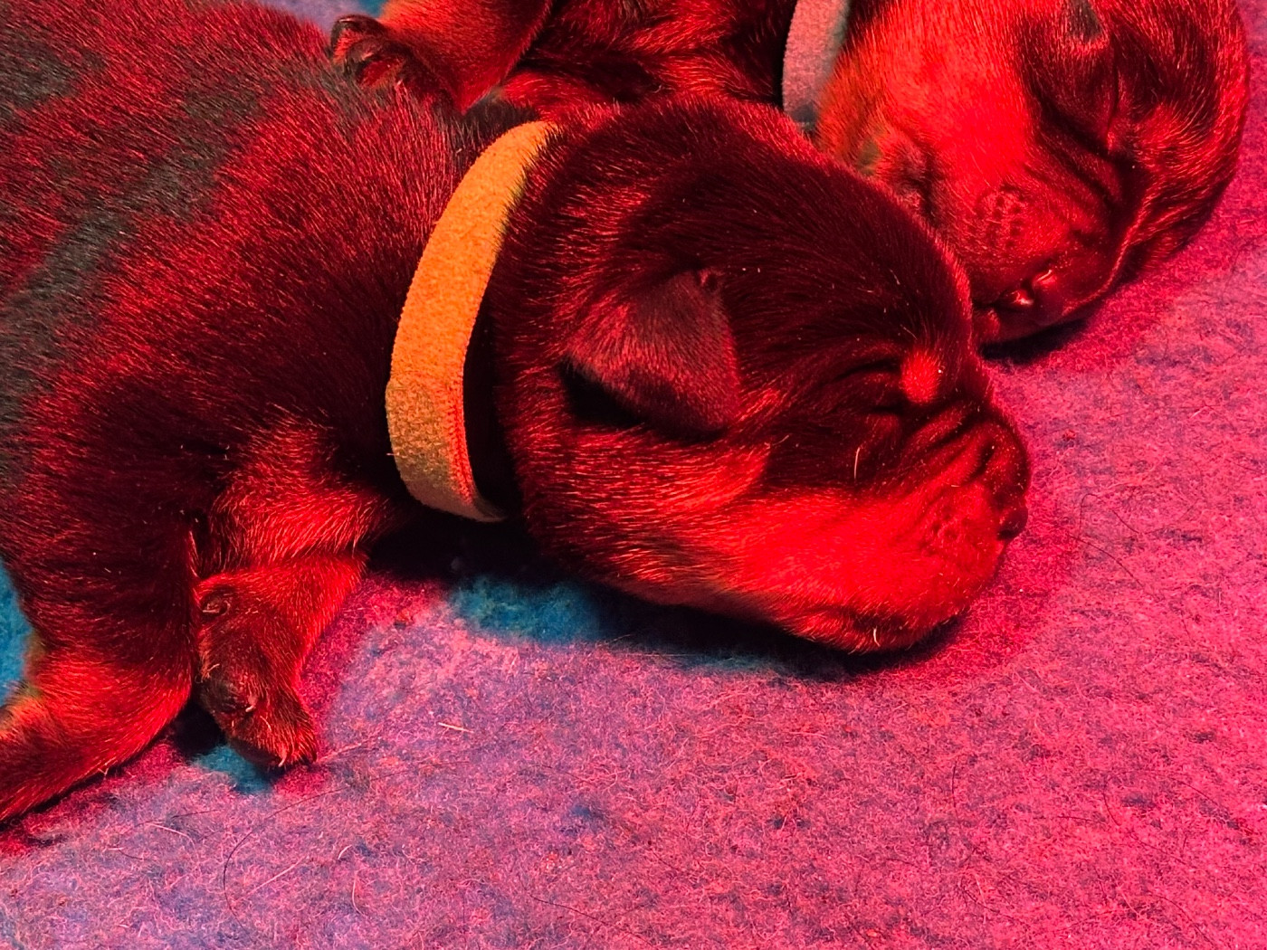 Sur La Voie De La Reconnaissance - Chiots disponibles - Rottweiler