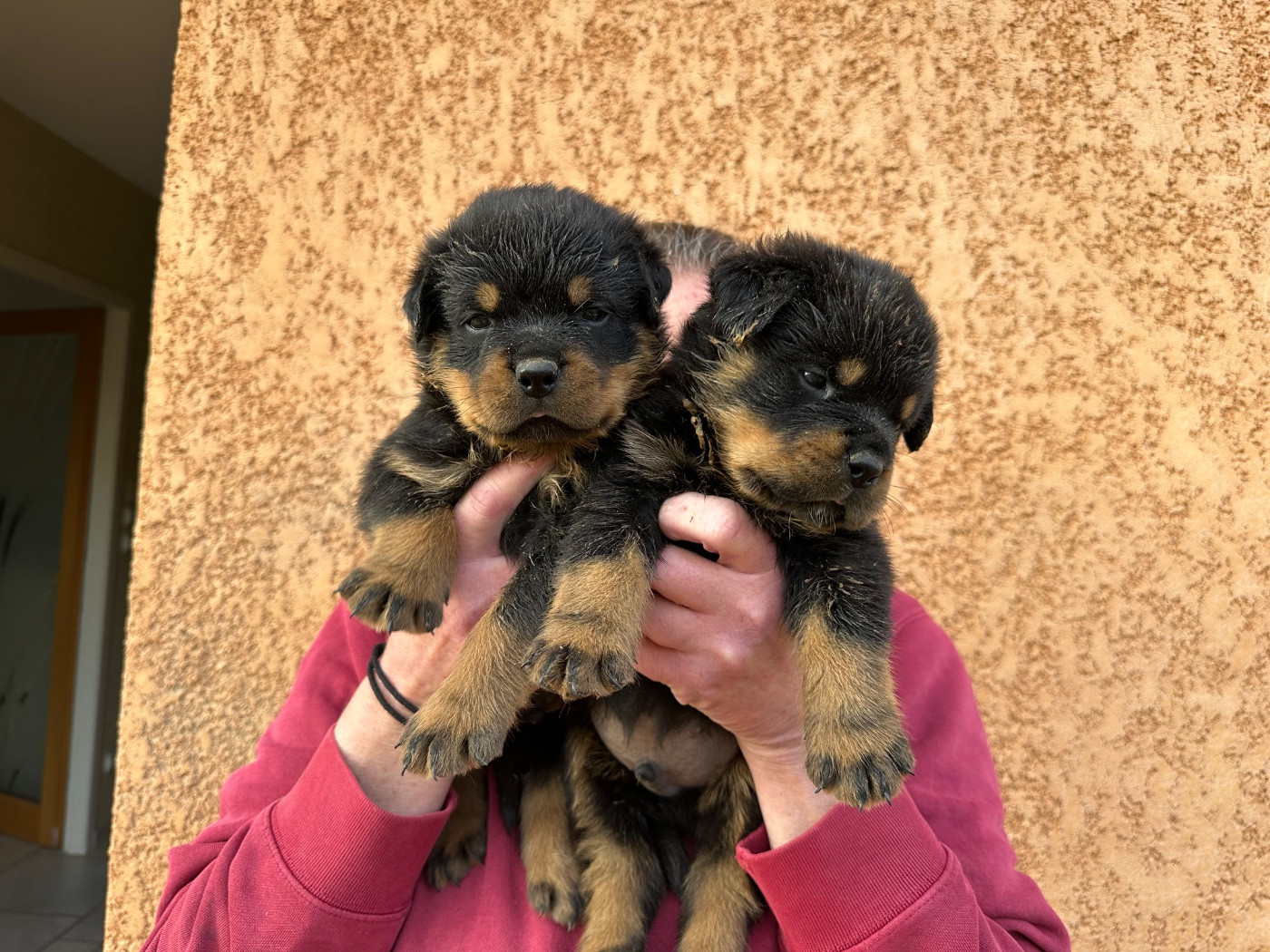 Sur La Voie De La Reconnaissance - Chiots disponibles - Rottweiler