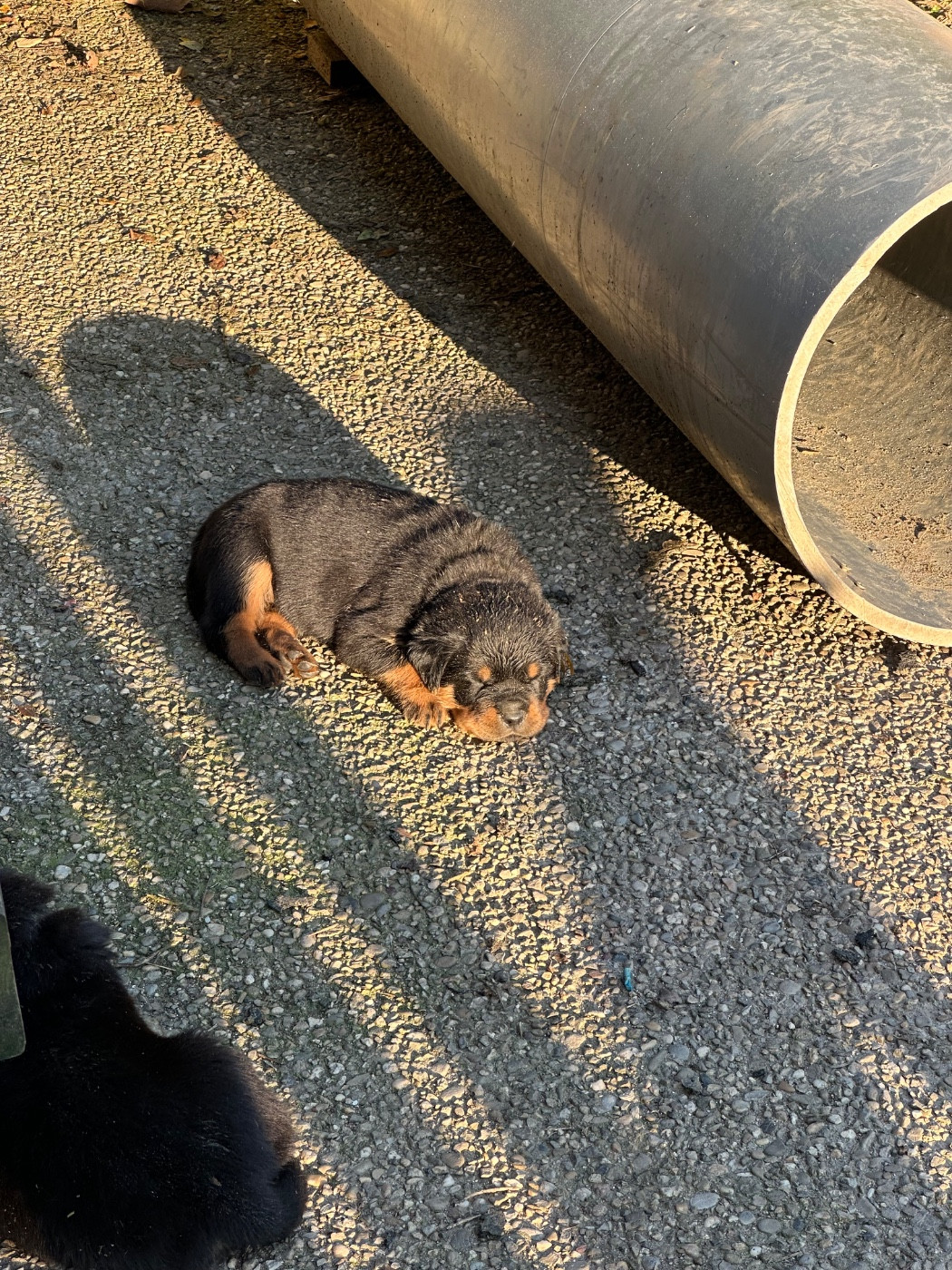 Sur La Voie De La Reconnaissance - Chiots disponibles - Rottweiler