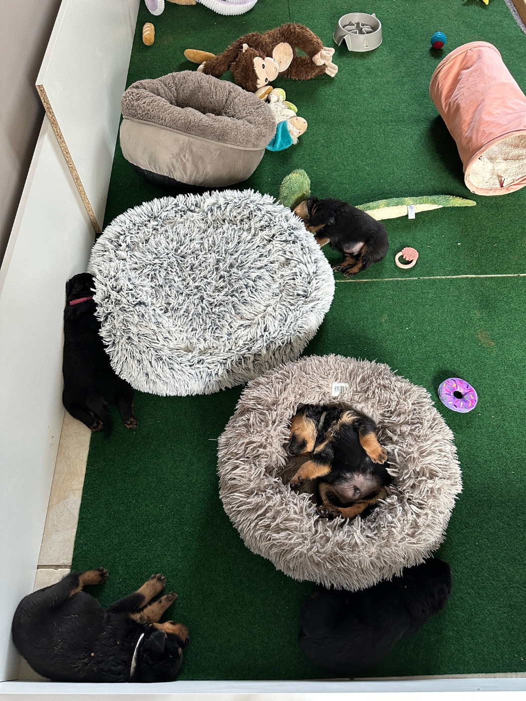 Sur La Voie De La Reconnaissance - Chiots disponibles - Rottweiler