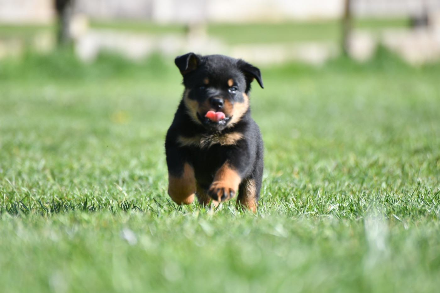 Sur La Voie De La Reconnaissance - Chiots disponibles - Rottweiler