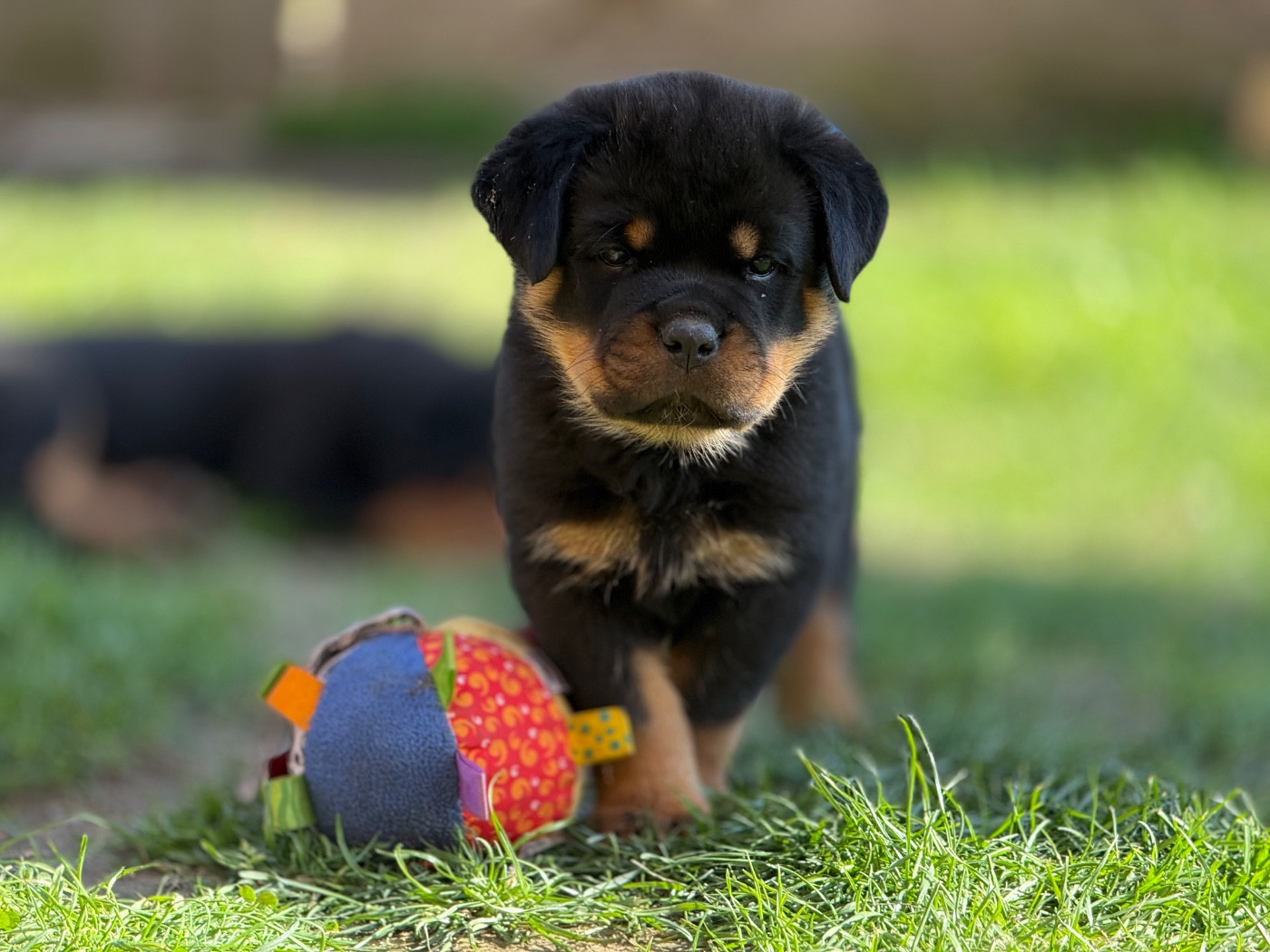 Chiot Rottweiler Sur La Voie De La Reconnaissance