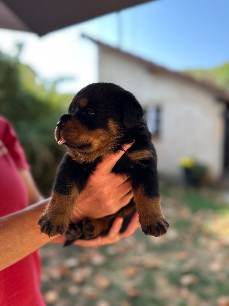 Sur La Voie De La Reconnaissance - Chiots disponibles - Rottweiler