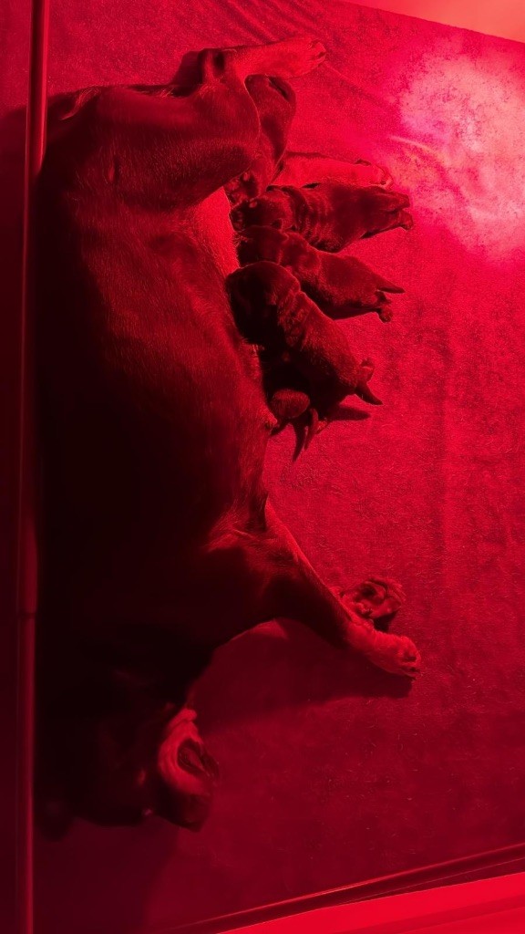 Sur La Voie De La Reconnaissance - Chiots disponibles - Rottweiler