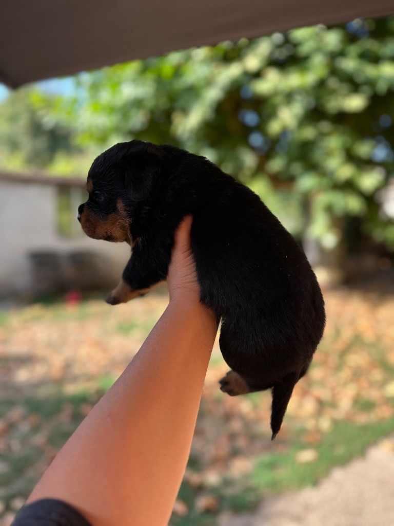 Sur La Voie De La Reconnaissance - Chiots disponibles - Rottweiler