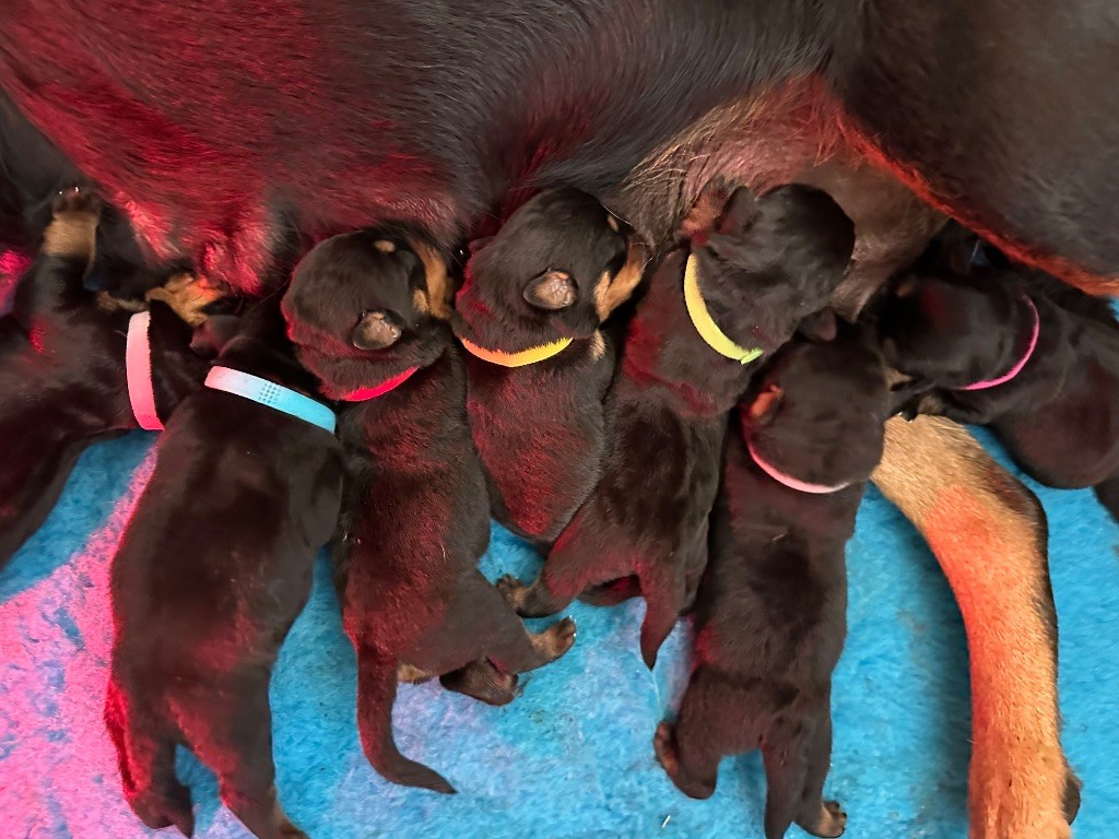 Sur La Voie De La Reconnaissance - Chiots disponibles - Rottweiler