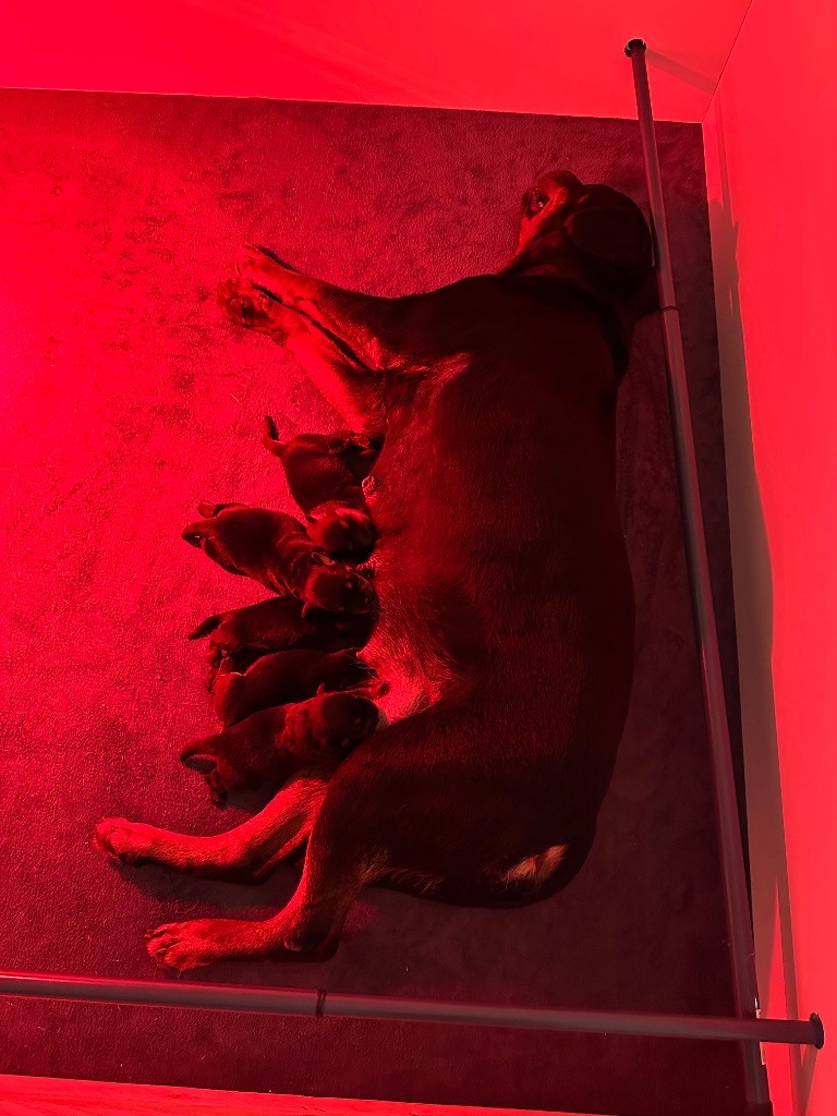 Sur La Voie De La Reconnaissance - Chiots disponibles - Rottweiler
