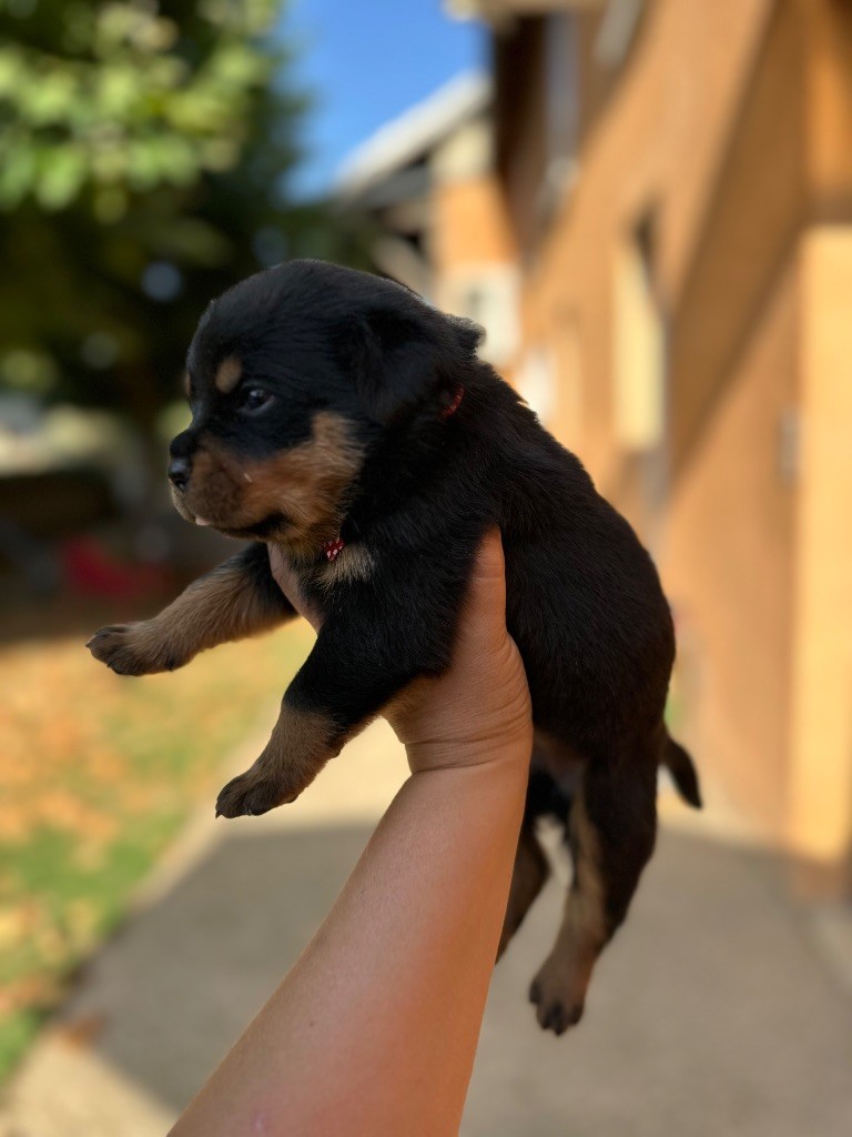 Sur La Voie De La Reconnaissance - Chiots disponibles - Rottweiler