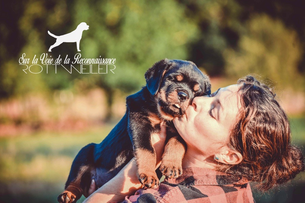 Sur La Voie De La Reconnaissance - Chiots disponibles - Rottweiler
