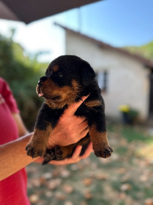 CHIOT