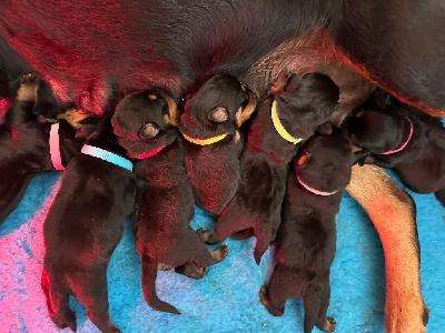 CHIOT 1