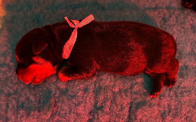 CHIOT 4