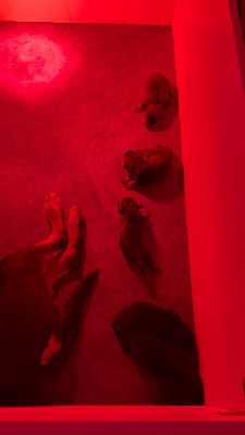 CHIOT