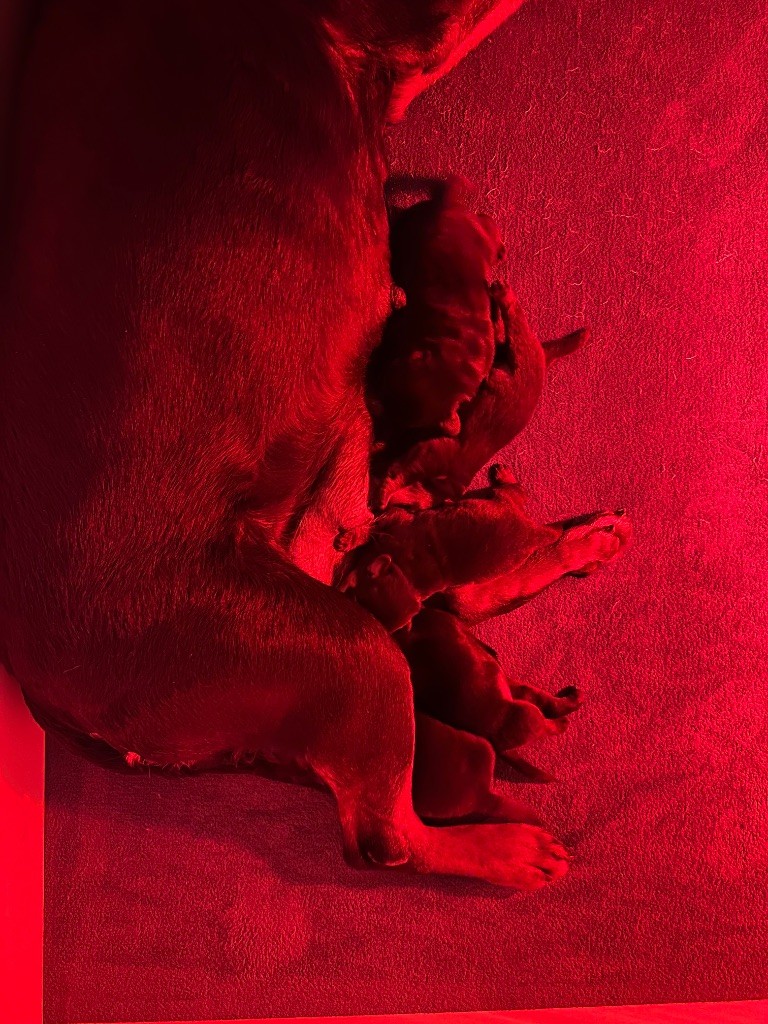 Sur La Voie De La Reconnaissance - Chiots disponibles - Rottweiler