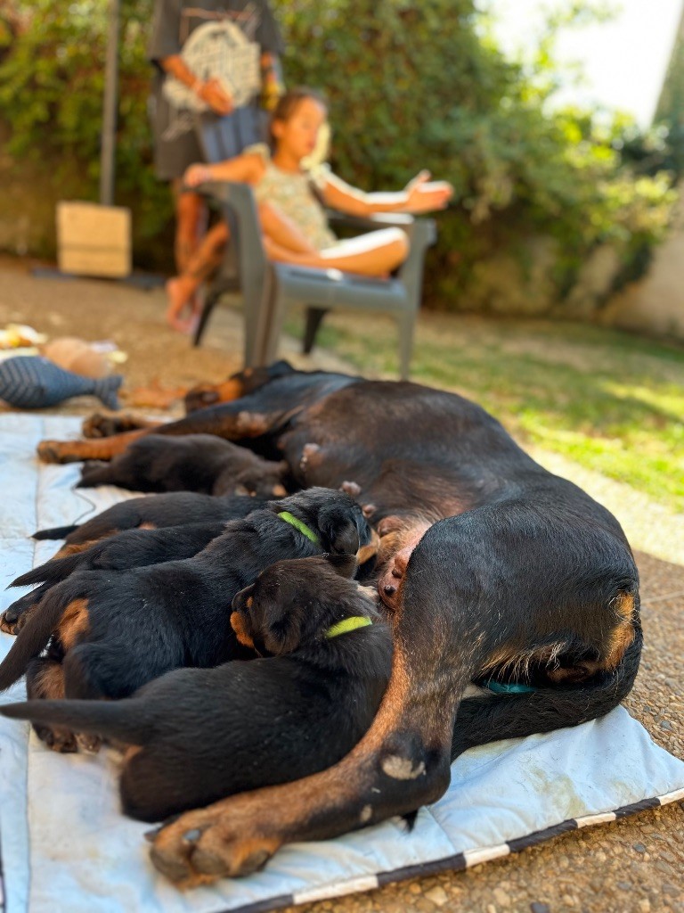 Sur La Voie De La Reconnaissance - Chiots disponibles - Rottweiler